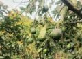 Crisis en Ocoa: Productores de aguacate al borde de la quiebra piden auxilio urgente al gobierno