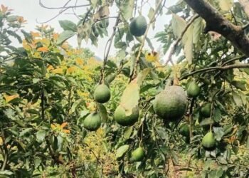 Crisis en Ocoa: Productores de aguacate al borde de la quiebra piden auxilio urgente al gobierno