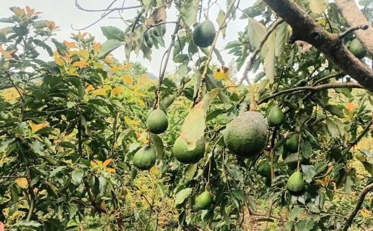 Crisis en Ocoa: Productores de aguacate al borde de la quiebra piden auxilio urgente al gobierno
