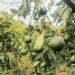 Crisis en Ocoa: Productores de aguacate al borde de la quiebra piden auxilio urgente al gobierno