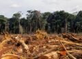 El mundo perdió 41 millones de hectáreas de bosque en la última década: la alarmante cifra que preocupa al planeta