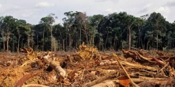 El mundo perdió 41 millones de hectáreas de bosque en la última década: la alarmante cifra que preocupa al planeta