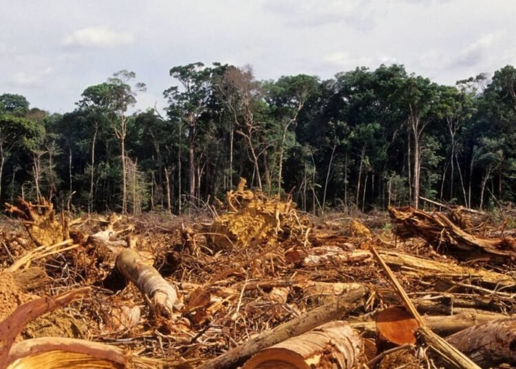 El mundo perdió 41 millones de hectáreas de bosque en la última década: la alarmante cifra que preocupa al planeta