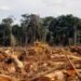 El mundo perdió 41 millones de hectáreas de bosque en la última década: la alarmante cifra que preocupa al planeta