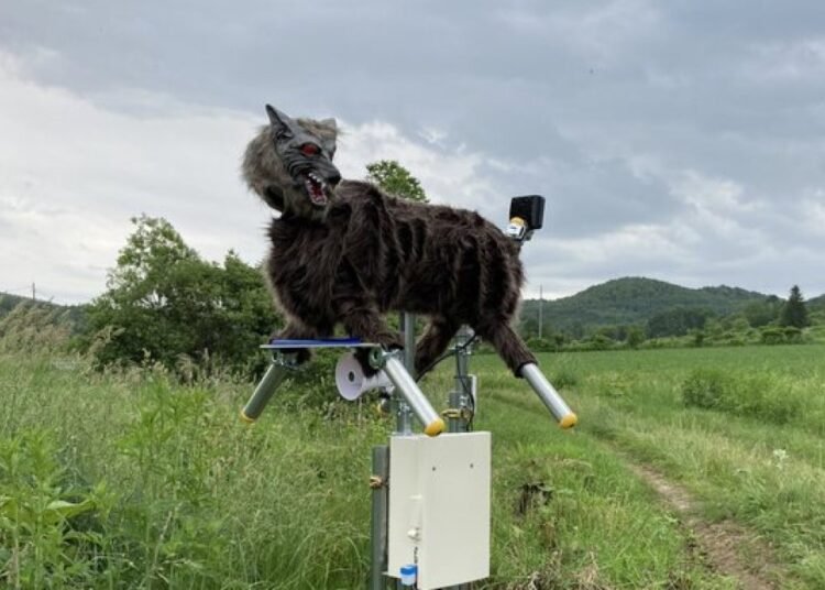 El robot lobo que aterra a los osos: la tecnología japonesa que protege a los granjeros