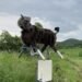 El robot lobo que aterra a los osos: la tecnología japonesa que protege a los granjeros