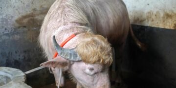 Búfalo albino se vuelve viral por su asombroso parecido con Donald Trump