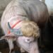 Búfalo albino se vuelve viral por su asombroso parecido con Donald Trump
