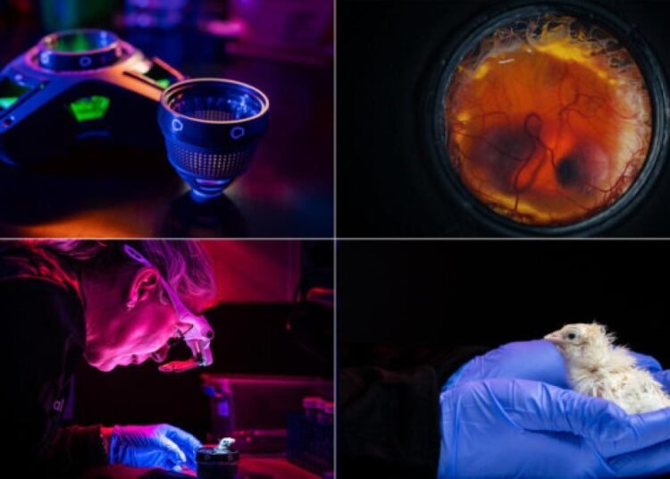 La nueva era de la incubación artificial que está transformando la ciencia médica