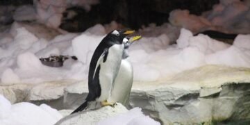 Hallan una nueva especie de pingüino en la Antártida tras 100 años sin descubrimientos