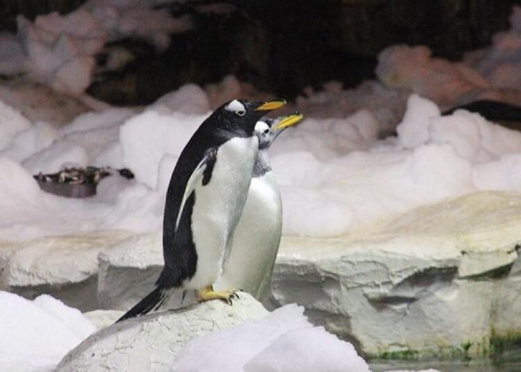 Hallan una nueva especie de pingüino en la Antártida tras 100 años sin descubrimientos