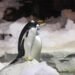 Hallan una nueva especie de pingüino en la Antártida tras 100 años sin descubrimientos