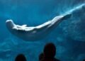 El sorprendente descubrimiento que confirma que las ballenas beluga tienen autoconciencia al mirarse al espejo