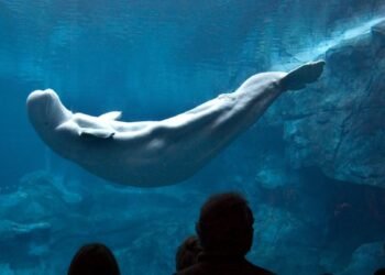 El sorprendente descubrimiento que confirma que las ballenas beluga tienen autoconciencia al mirarse al espejo