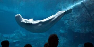 El sorprendente descubrimiento que confirma que las ballenas beluga tienen autoconciencia al mirarse al espejo