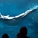 El sorprendente descubrimiento que confirma que las ballenas beluga tienen autoconciencia al mirarse al espejo
