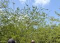 Golpe al microtráfico: Caen dos personas tras operativo policial en Boca Chica