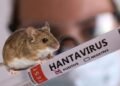 ¿Es posible una pandemia de hantavirus? Esto es lo que dicen los expertos