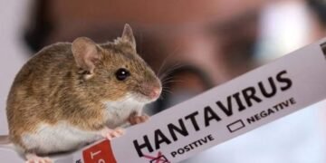 ¿Es posible una pandemia de hantavirus? Esto es lo que dicen los expertos