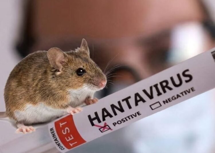 ¿Es posible una pandemia de hantavirus? Esto es lo que dicen los expertos