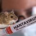 ¿Es posible una pandemia de hantavirus? Esto es lo que dicen los expertos
