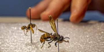 Avispa asiática: un estudio científico confirma que no eleva el riesgo de muerte por picaduras