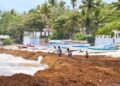 Del sargazo al oro: Investigadores de Intec transforman la plaga marina en materia prima de alto valor
