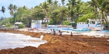 Del sargazo al oro: Investigadores de Intec transforman la plaga marina en materia prima de alto valor