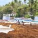 Del sargazo al oro: Investigadores de Intec transforman la plaga marina en materia prima de alto valor