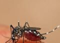 Salud confirma control total: cero casos de dengue, malaria y cólera en el país