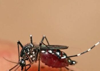 Salud confirma control total: cero casos de dengue, malaria y cólera en el país