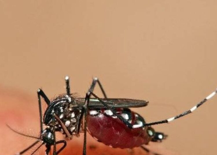 Salud confirma control total: cero casos de dengue, malaria y cólera en el país