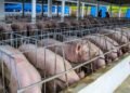 Fiebre porcina: la falla en bioseguridad que pone en jaque la estrategia de control