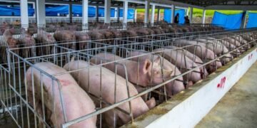 Fiebre porcina: la falla en bioseguridad que pone en jaque la estrategia de control