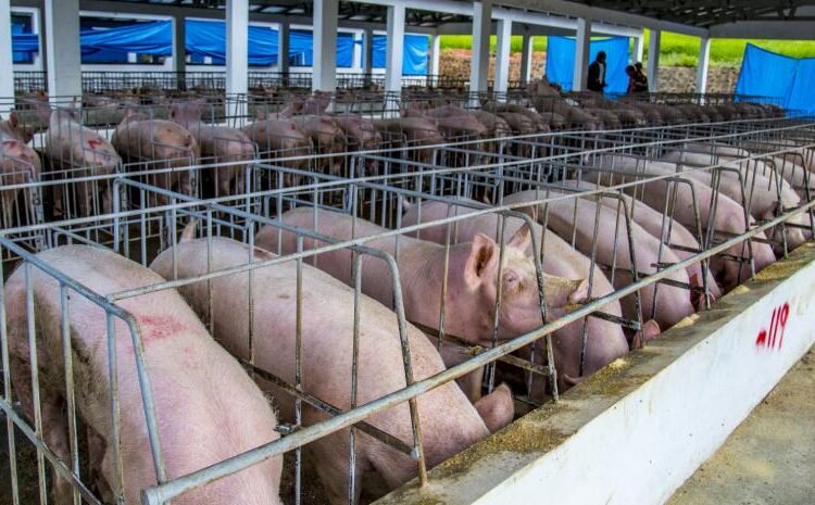 Fiebre porcina: la falla en bioseguridad que pone en jaque la estrategia de control
