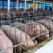 Fiebre porcina: la falla en bioseguridad que pone en jaque la estrategia de control