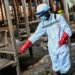 Alerta sanitaria en Venezuela: implementan estrictos controles a viajeros por brote de ébola