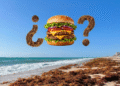 De la playa al plato: el ambicioso plan en Florida para convertir el sargazo en un superalimento