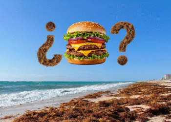 De la playa al plato: el ambicioso plan en Florida para convertir el sargazo en un superalimento