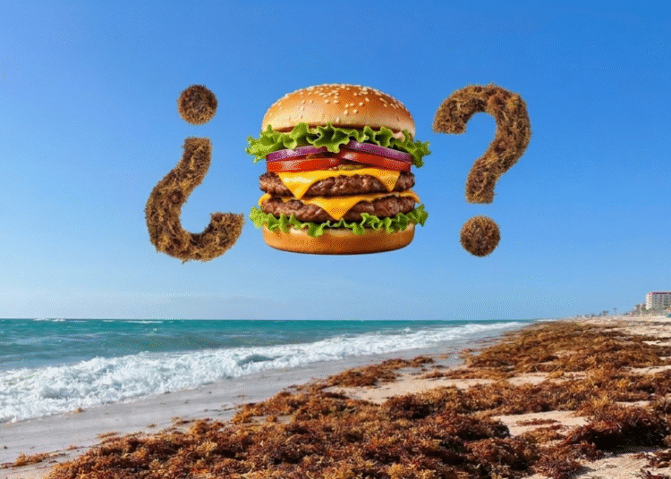De la playa al plato: el ambicioso plan en Florida para convertir el sargazo en un superalimento