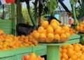 Hipólito Mejía resalta el éxito y entusiasmo masivo en la Feria del Mango Banilejo