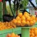Hipólito Mejía resalta el éxito y entusiasmo masivo en la Feria del Mango Banilejo