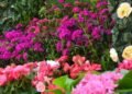 Jarabacoa vive su máximo esplendor en la 15ª edición del Festival de las Flores 2026