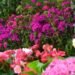 Jarabacoa vive su máximo esplendor en la 15ª edición del Festival de las Flores 2026