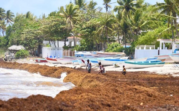 Invasión de sargazo: las playas más populares de República Dominicana bajo amenaza