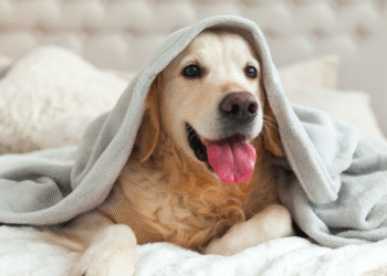 Cómo lograr que tu nueva mascota se adapte a casa sin estrés: guía definitiva paso a paso