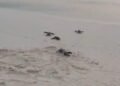 Exigen blindar la protección de tortugas y carey en Pedernales ante amenaza ambiental