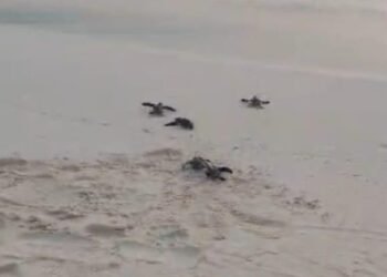 Exigen blindar la protección de tortugas y carey en Pedernales ante amenaza ambiental