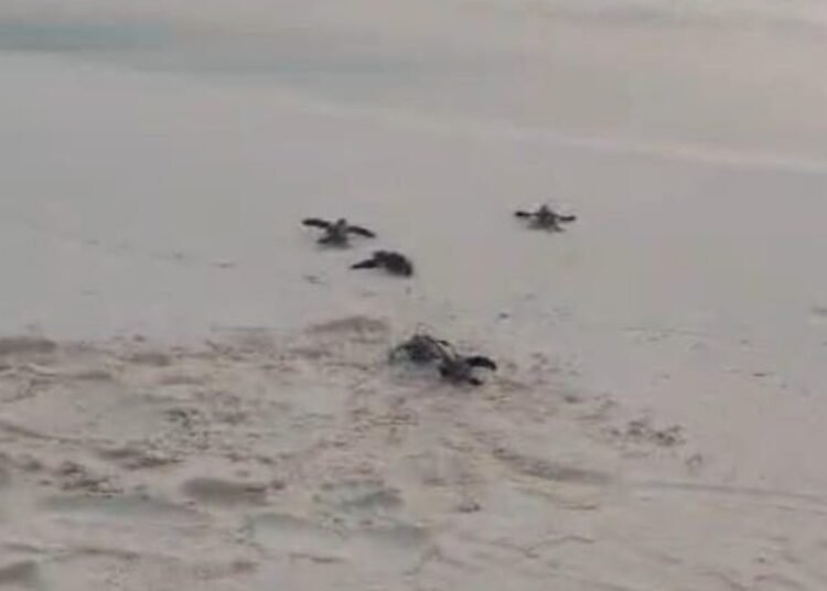 Exigen blindar la protección de tortugas y carey en Pedernales ante amenaza ambiental