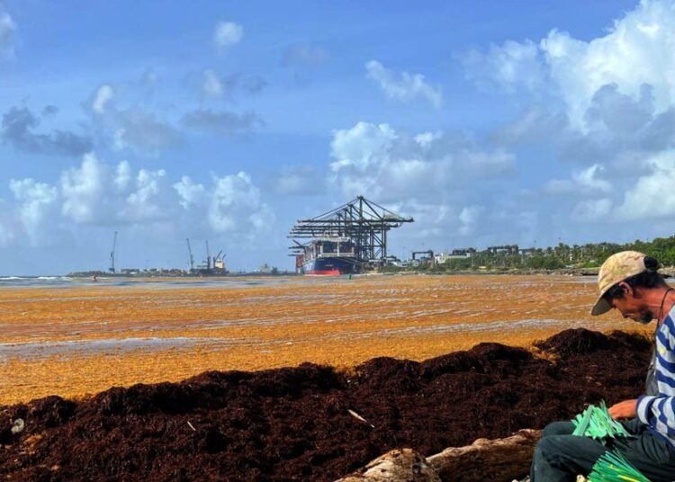 Alerta en Andrés de Boca Chica: El sargazo invade la playa y pone en riesgo el turismo